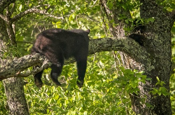 Sovende bjørn i Great Smoky Mountains National Park i North Carolina og Tennessee