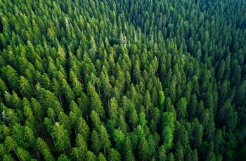 Hængebroen WildLine i Schwarzwald