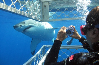 Hajdyk nær Port Lincoln med Calypso Star Charters i South Australia - Foto: Copyright Calypso Star Charters