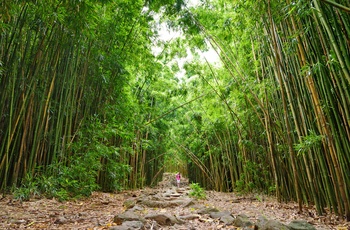 Pipiwai Trail i Haleakalā National Park på Maui - Hawaii