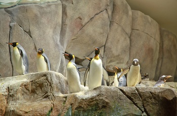 Pingviner i Hagenbeck Zoo, Hamburg i Tyskland