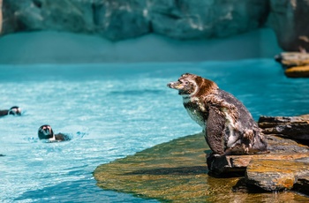 Pingviner i Hagenbeck Zoo, Hamburg i Tyskland