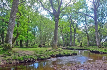 New Forest Nationalpark i Hampshire, England