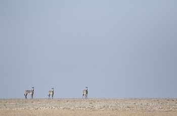 Hartmanns Zebra i Namibia