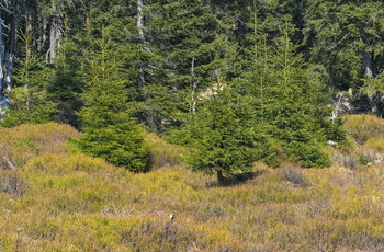 Skøn natur i Brocken, Harzen