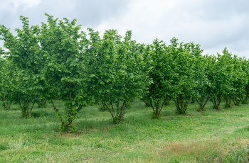 Hasselnøddebuske, Italien