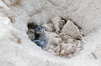Nyudklækket havskildpaddeunge på sandstrand