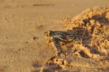 Havskildpaddeunge på sandstrand