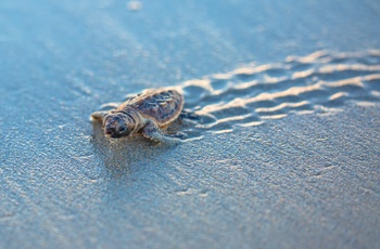 Lille havskildpaddeunge på en strand og på vej ud mod havet