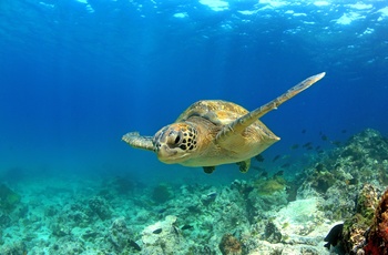 Tæt på stor havskildpadde