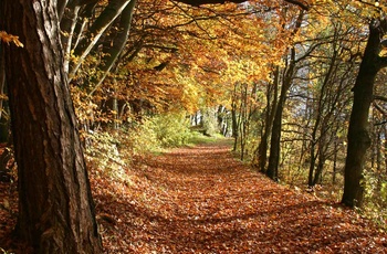 Efterår i Schwalenberger Wald