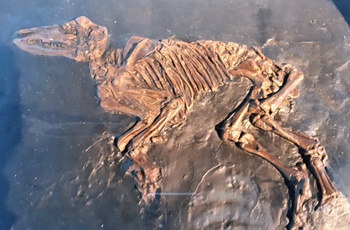 Fossil fra Messel Pit Fossil Site i Hessen - Midttyskland