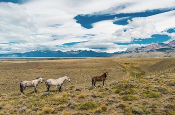 Heste bag indhegning nær El Chalten - Argentina, Patagonien