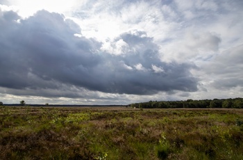 Holland, Arnhem - den britiske landingszone Ginkelse Heide under Operation Market Garden i 1944