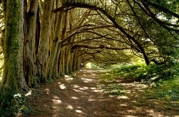 Yew Tree Walk, Huntington Castle