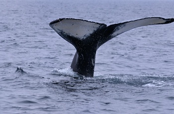 Hval tæt på kystbyen Twillingate på Newfoundland - Canada