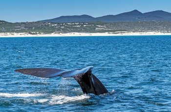 Hvalsafari nær Hermanus i Sydafrika