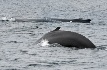 Pukkelhvaler tæt på kystbyen Twillingate på Newfoundland - Canada