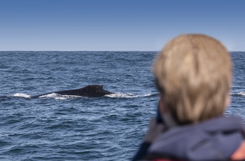 På hvalsafari fra Knysna i Sydafrika