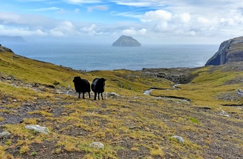 Vandretur til Hvannhagi på øen Suduroy - Færøerne