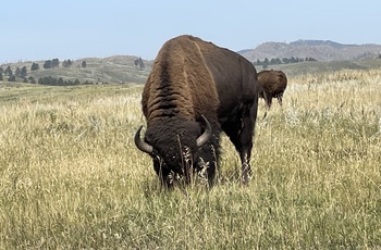 Bison i Custer State Park