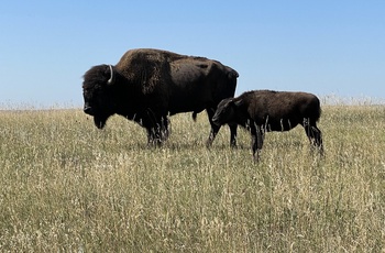 Bison med kalv i Custer State Park