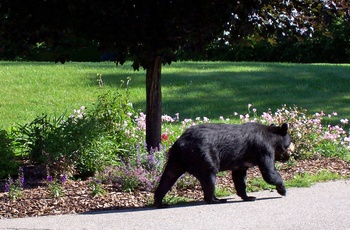 Inn at Ellis River, bjørn i haven - New Hampshire i USA