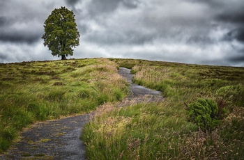 Irland, Ballycroy, County Mayo - et ensomt træ på toppen af en bakke i Wild Nephin National Park