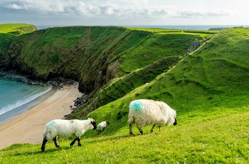 Irland, County Donegal, Malin Beg - får græsser på de grønne skråninger nær Silver Beach
