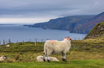Irland, Donegal - får på kanten af klipperne ved Sliabh Liag 
