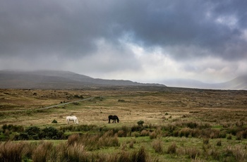 Irland, Furnace, County Mayo - græssende heste i Wild Nephin National Park