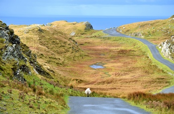 Vej tæt på klippekysten Slieve League, Sligo i det nordvestlige Irland