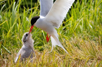 Den arktiske terne - Island