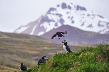 Lunder/søpapegøjer ved Borgarfjordur Eystri i det østlige Island