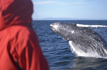 Pukkelhval set på hvalsafari i Island