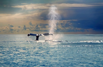 På hvalsafari og hval der dykker, Island