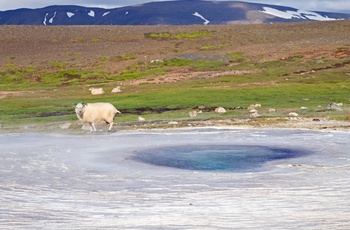 Græssende får ved Hveravellir - geotermisk område med varme kilder i Island