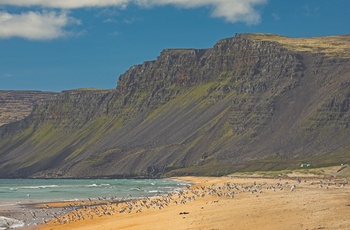 Rauðasandur Strand i Island