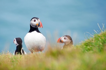 Lunder/søpapegøjer på Vestmannaeyjar øgruppen, Island