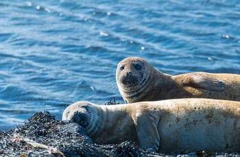 Sæler på Ytri Tunga stranden, Snæfellsnes halvøen i Island