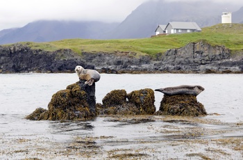 Sæl ved Ytri Tunga stranden, Snæfellsnes halvøen i Island