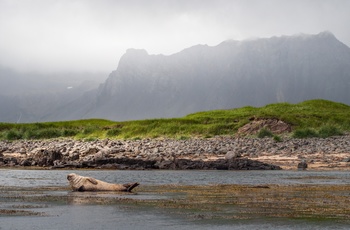 Sæl ved Ytri Tunga stranden, Snæfellsnes halvøen i Island