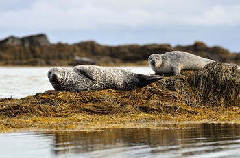 Sæler på Ytri Tunga stranden, Snæfellsnes halvøen i Island