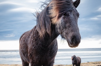 Islandske heste på tæt hold - Island