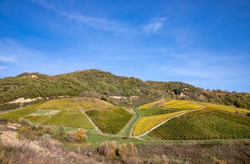 Vinmarker i Avellino området, tæt på Napoli i den sydlige del af Italien