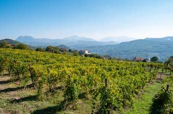 Vinområdet Avellino, tæt på Napoli i den sydlige del af Italien