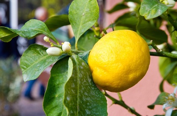 Citrontræ, Italien