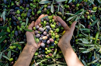 Friskhøstede oliven i Ligurien, Italien