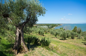 Oliventræ i Italien