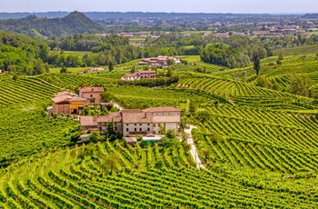 Vingård og vinmarker i Veneto, Norditalien